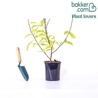 \"Stermagnolia \"\"Royal Star\"\"\"