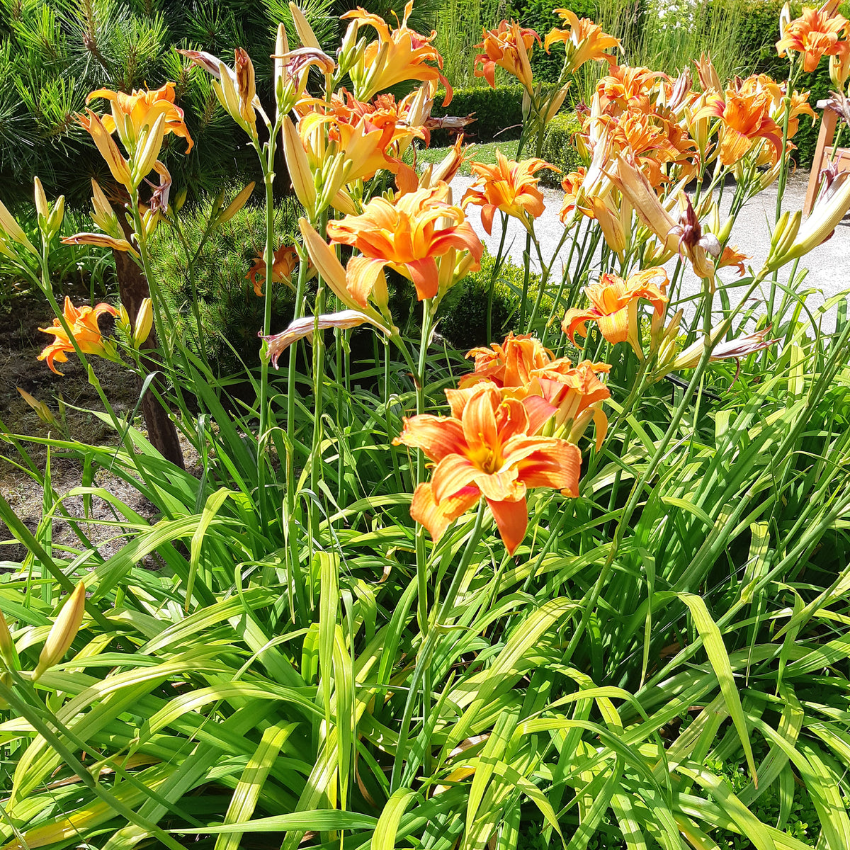 Gevulde Daglelie Flore Pleno - Hemerocallis fulva flore pleno - Bakker