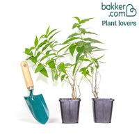 Amerikaanse weigelia (x2)