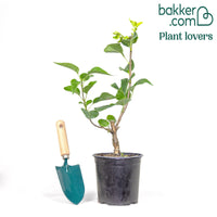 Dubbelbloemige sering 'Beauty of Moscow'