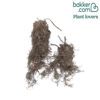 Zeeuwsknoopje 'Buckland'