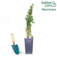 Kruisbes 'Hinnonmäki Grün'