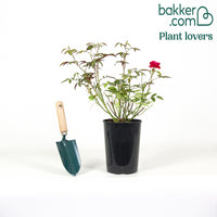 Roos 'Fête des Mères'