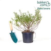 Rotsroos Florentinus