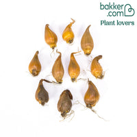 Iris 'Frans Hals' (x10)