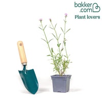 IJzerhard 'Royal Dreams'®