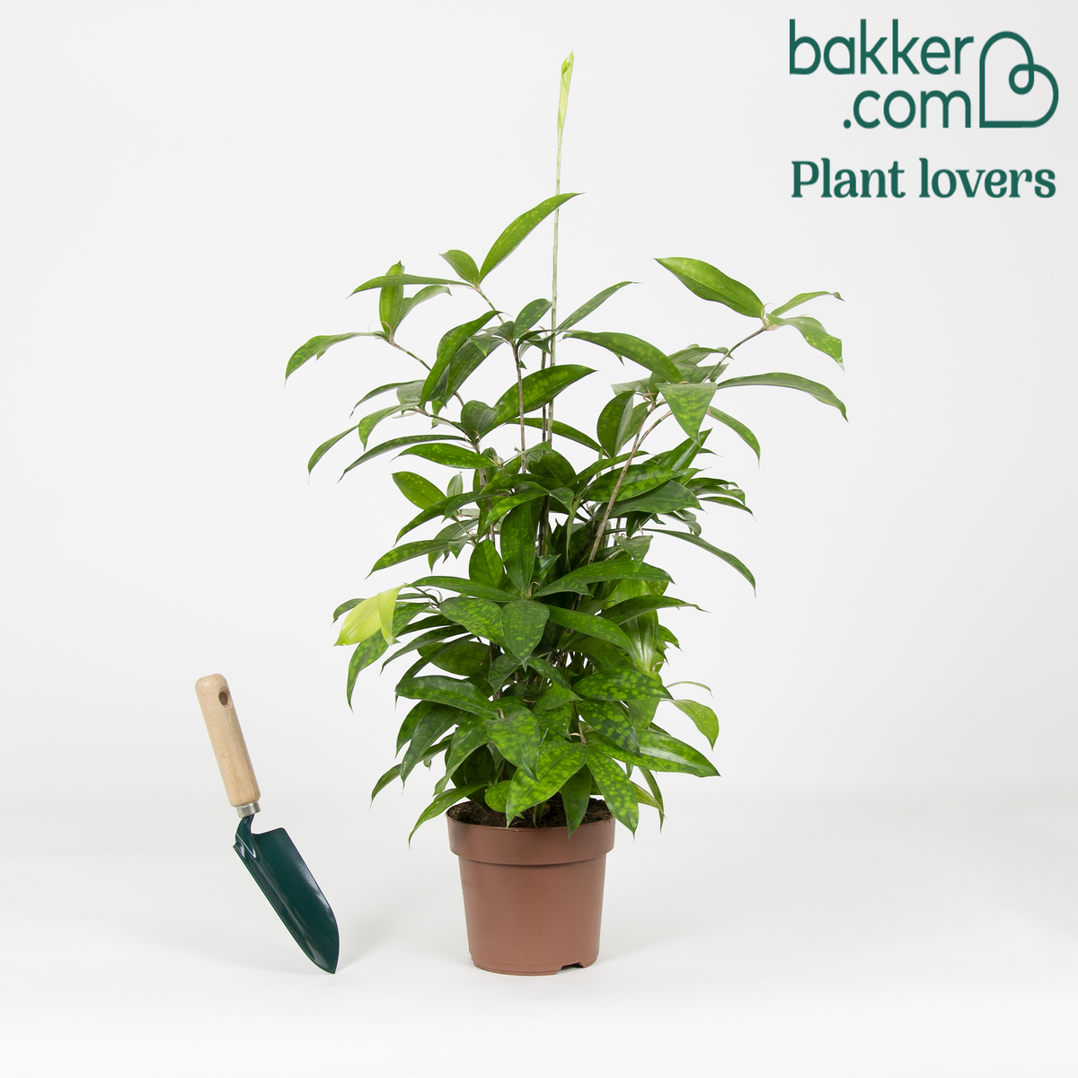 Drakenbloedboom - Dracaena surculosa