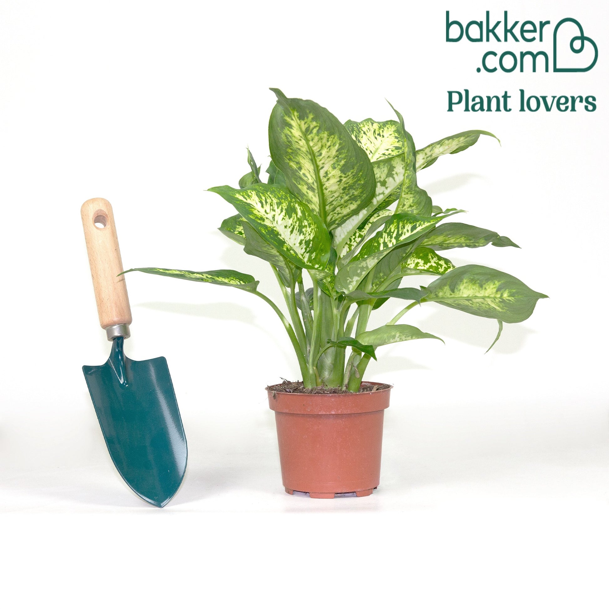dieffenbachia compacta verzorging Dief van Bagdad 'Compacta' - Dieffenbachia compacta