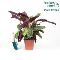 Pauwenplant 'Medaillon'