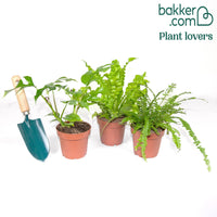 Badkamerplanten Mix (x3)