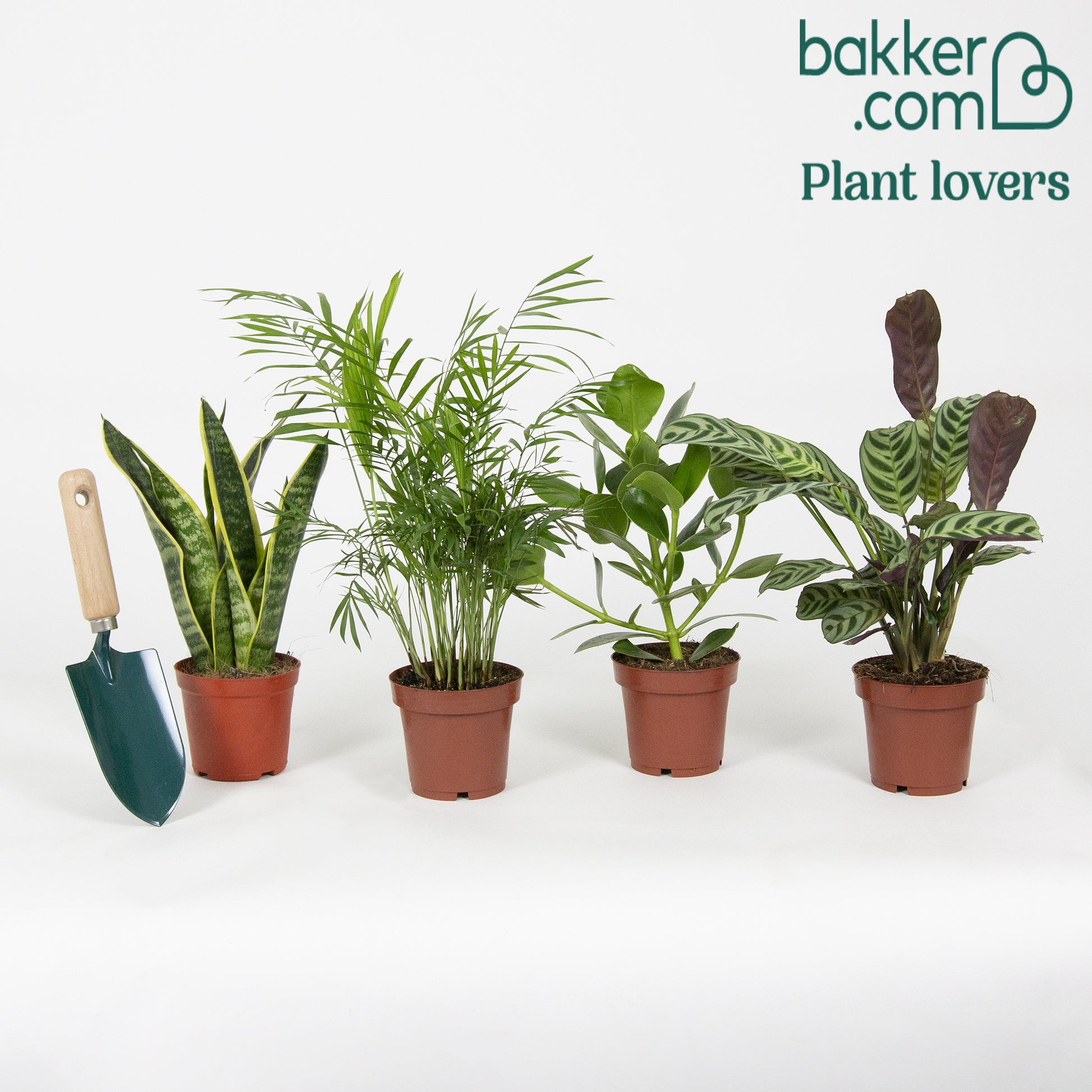 Makkelijke kamerplanten Mix (x4) -  clusia, chamaedorea, ctenanthe burle marxii, sansevieria