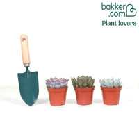 Succulent Echeveria Mix (x3)