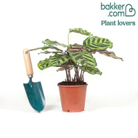 Pauwenplant 'Makoyana'