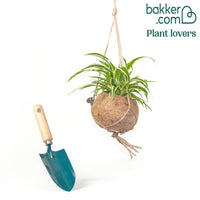 Graslelie Chlorophytum incl. Kokodama kokopot