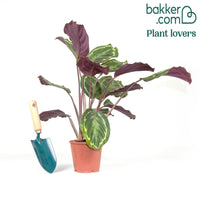 Pauwenplant 'Medaillon'