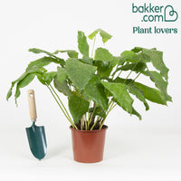 Pauwenplant 'Network' - Calathea musaica network
