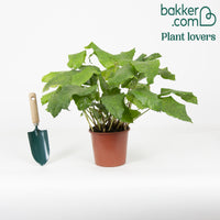 Pauwenplant 'Network' - Calathea musaica network