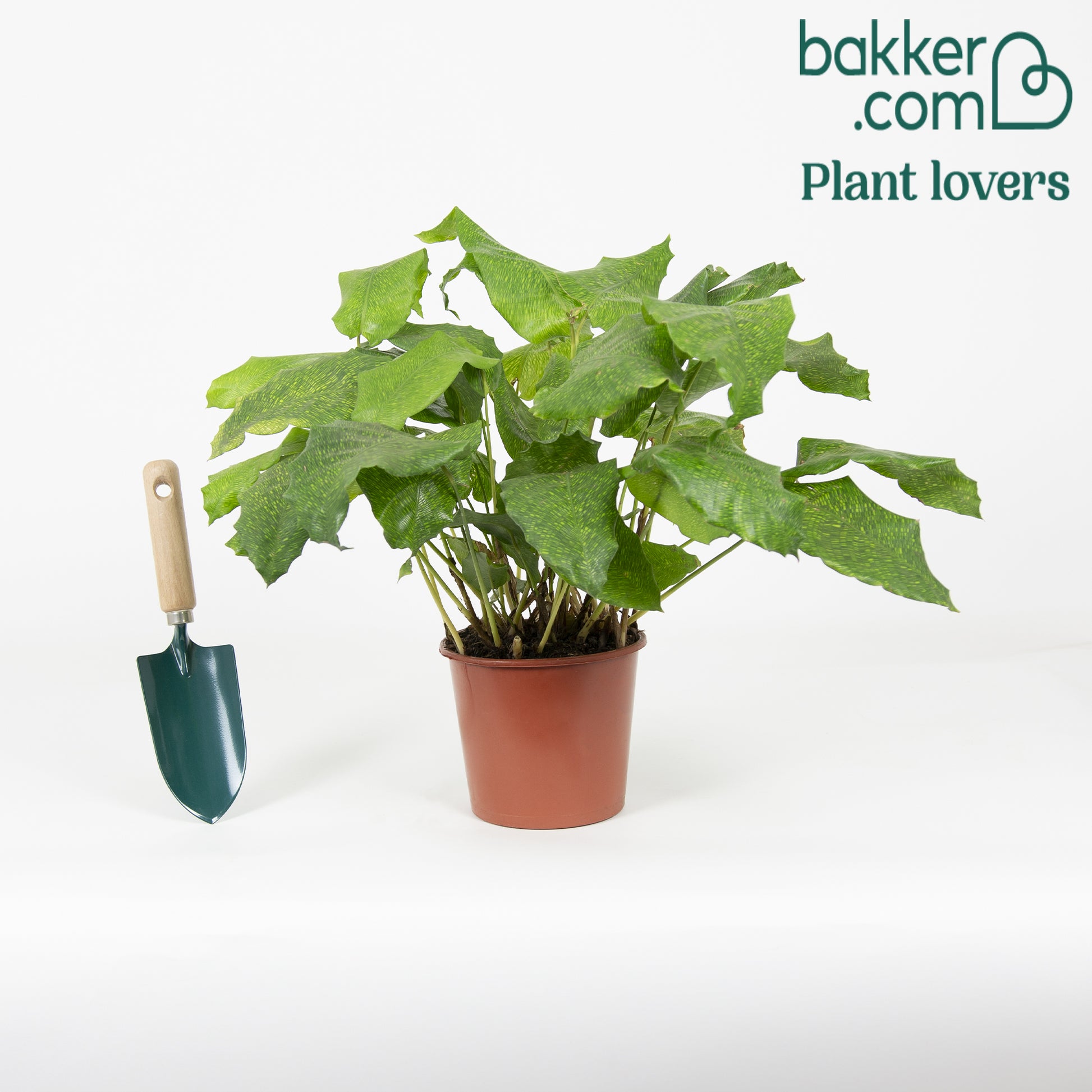 Pauwenplant 'Network' - Calathea musaica network