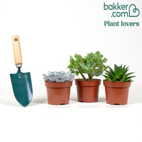 Succulent Mix -  Aloé, Echeveria, Crassula (x3)