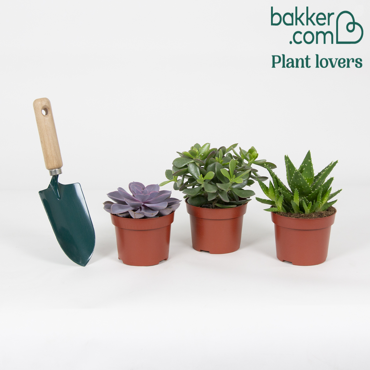 Succulent  Mix - Crassula 'Minova Magic' + 2 Gasterias (x3) - Aloe Perfoliata, Echeveria 'Purple Pearl', Crassula 'Minova Magic'