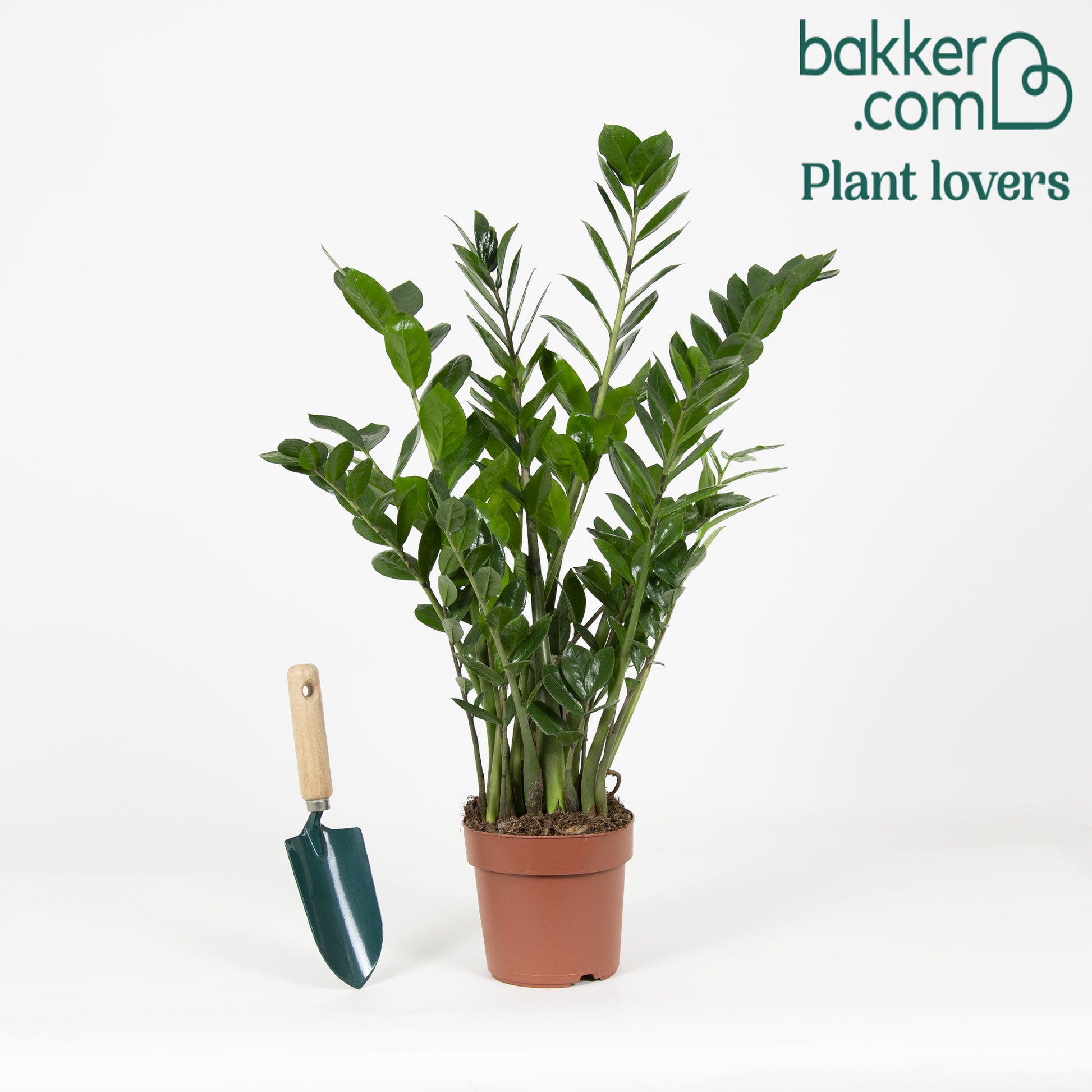 ZZ Palm - Zamioculcas zamiifolia - Op soort