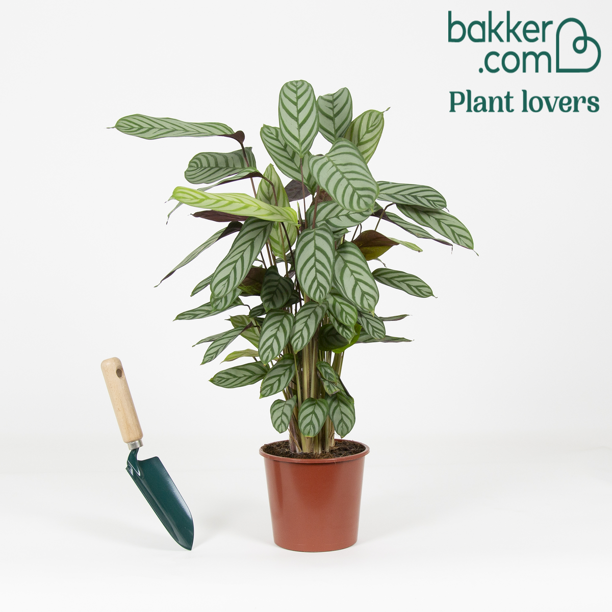 Calathea compact star