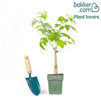 Dwergframboos 'Sweet Sister'