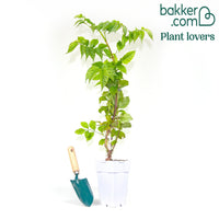 Trompetbloem 'Fire Trumpet'