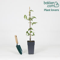 Bosrank 'Rubens' - Clematis montana 'rubens'