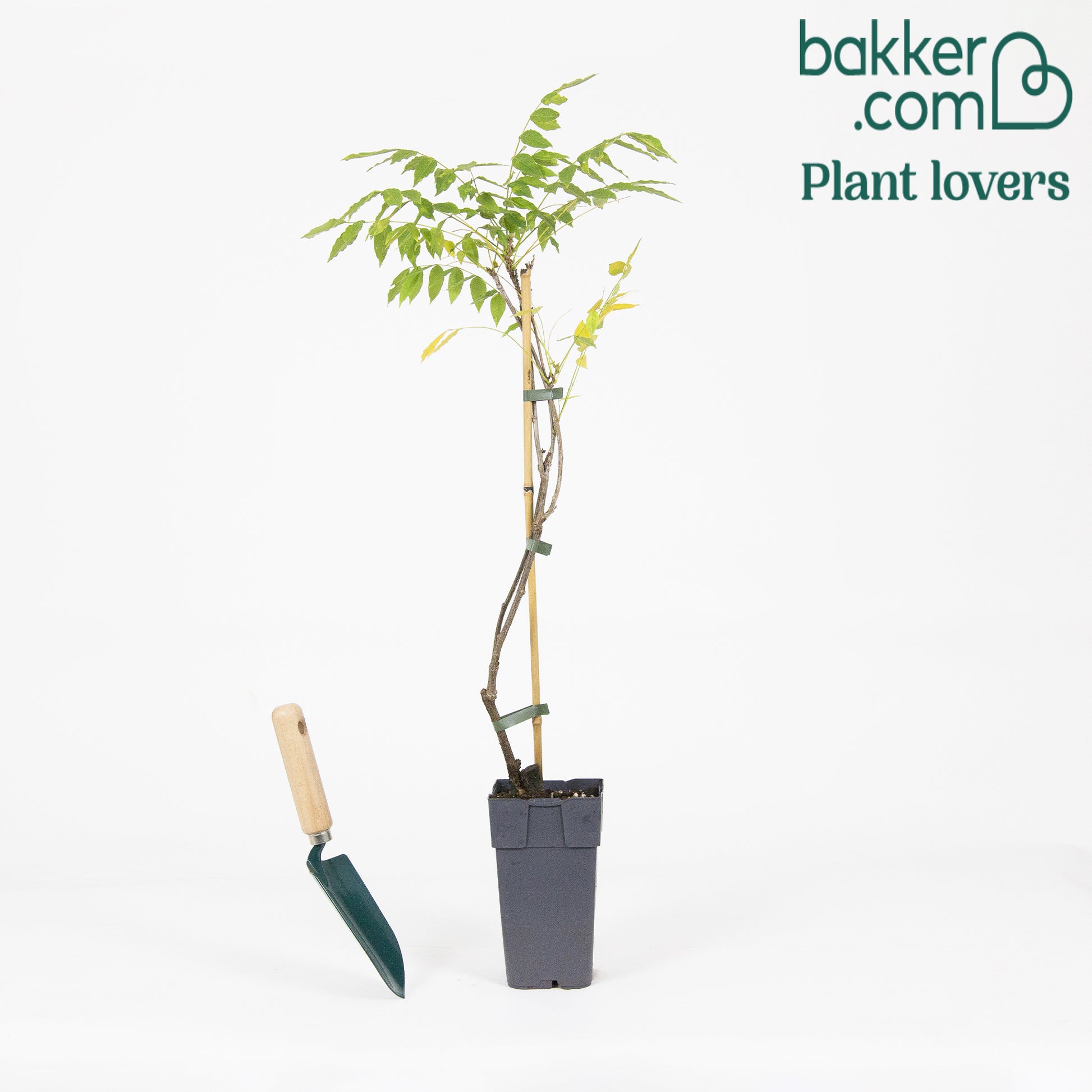 Wisteria sinensis 'prolific'