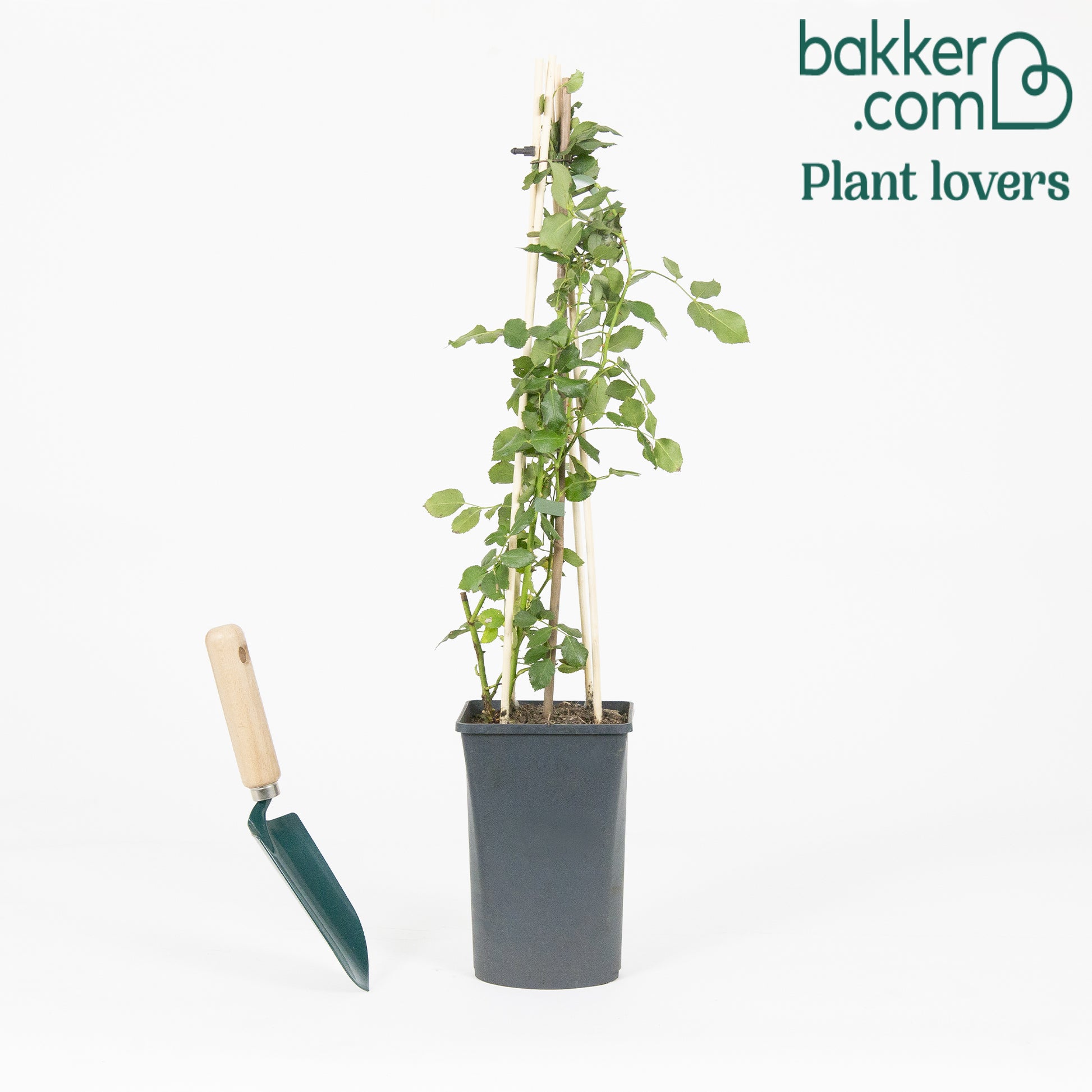 Klimroos 'Crazy in Love' roze - Rosa hybride 'crazy in love pink'