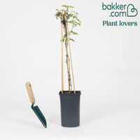 Clematis 'Avalanche' - Clematis 'avalanche'