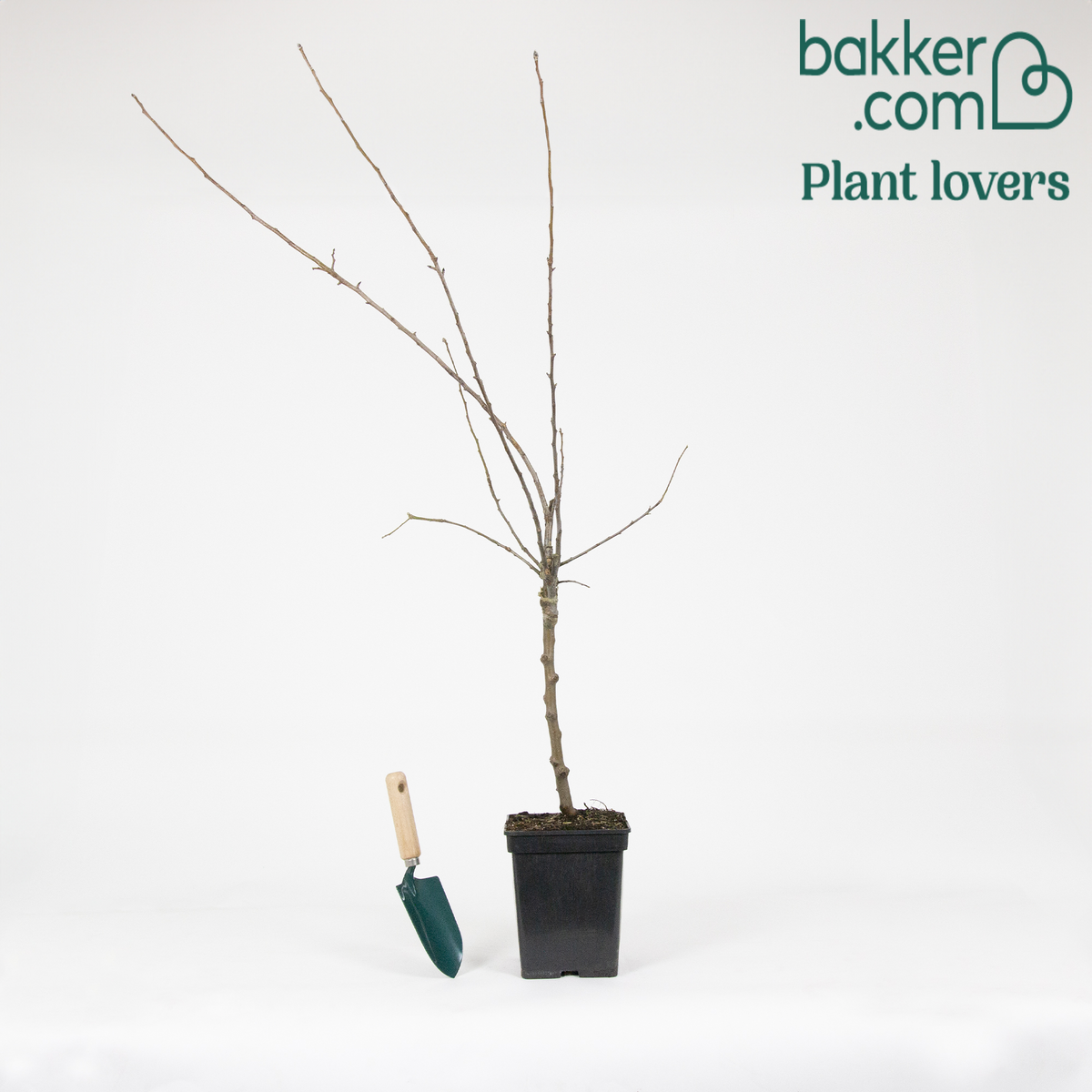 Appelboom - Trio 'Jonagored' + Golden Delicious'+ 'Elstar' - Malus domestica  'jonagored' ,'golden delicious' , 'elstar'
