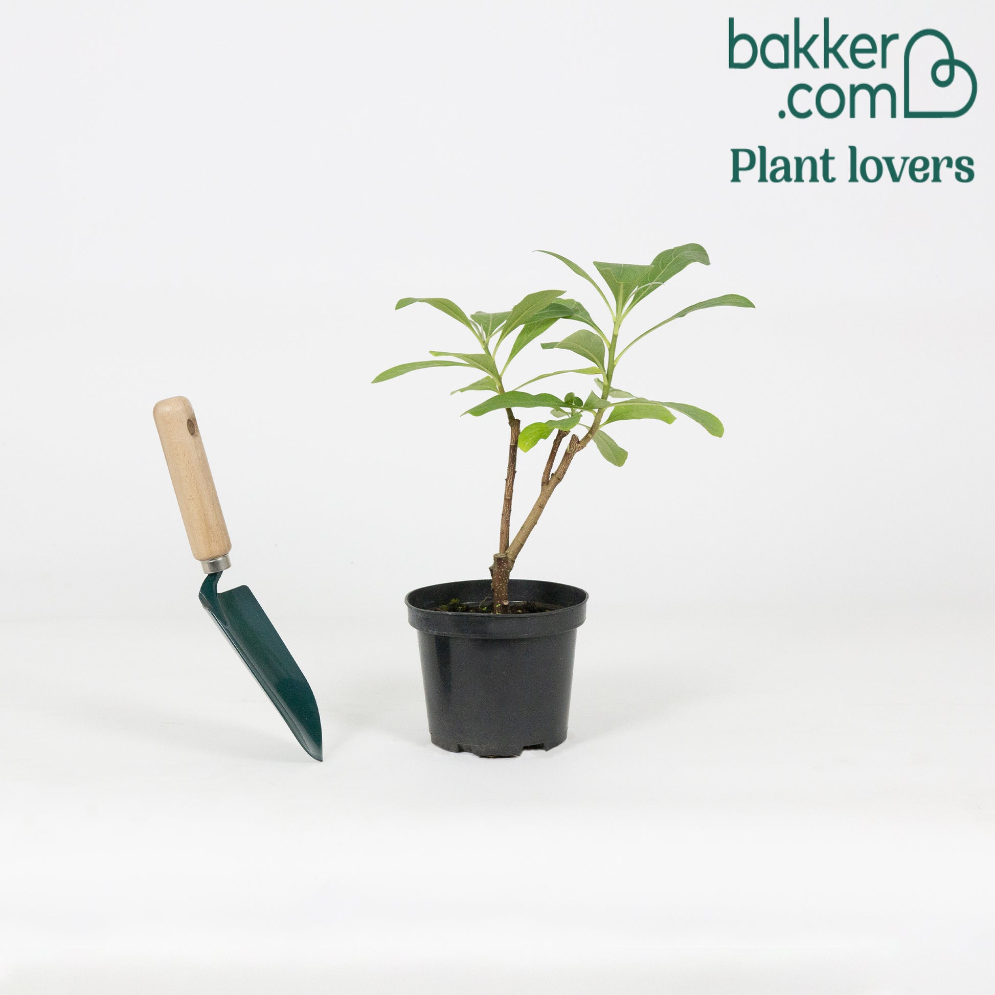 Papierstruik 'Grandiflora' - Edgeworthia tomentosa Grandiflora