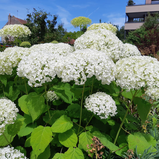 Sneeuwbalhortensia 'Strong Annabelle' - Bakker