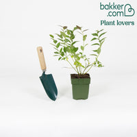 Blauwe bes 'Brigitta Blue' - Vaccinium corymbosum 'brigitta blue'