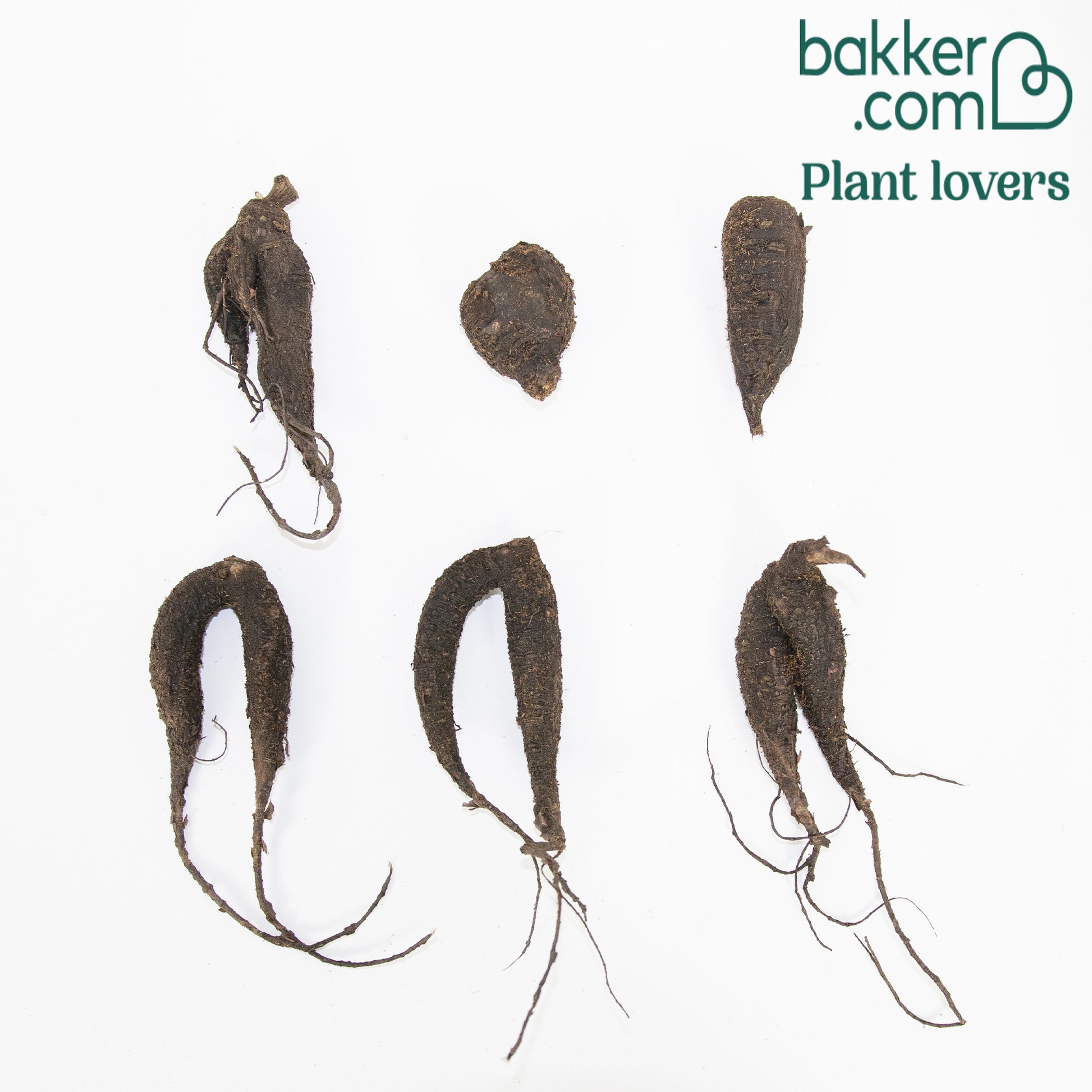 Nachtschone - Mix (x6) - Mirabilis jalapa