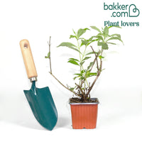 Vlinderstruik 'Gulliver'