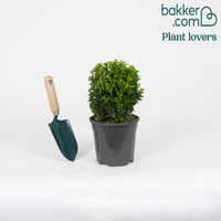 Buxus bolvorm - Buxus sempervirens - Heesters en vaste planten