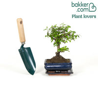 Bonsai Carmona bol-vorm incl. sierpot