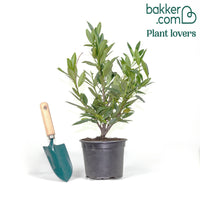 Laurierkers Otto Luyken