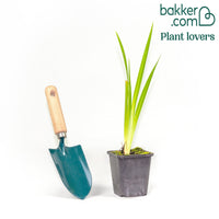 Japanse iris kaempferi paars - Moerasplant, Oeverplant