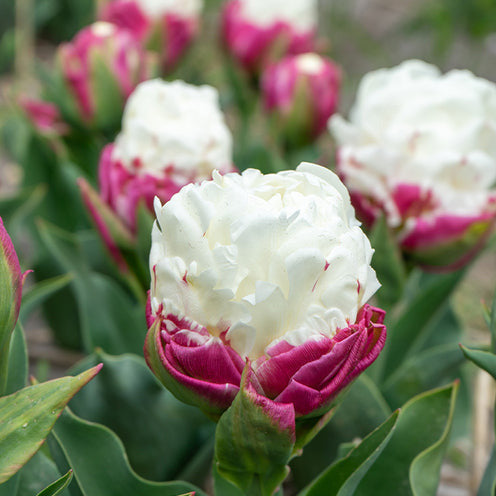 Dubbele IJsroom tulp (x7) - Bakker