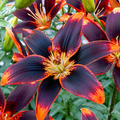 Aziatische lelie Forever Susan (x5) - Bakker