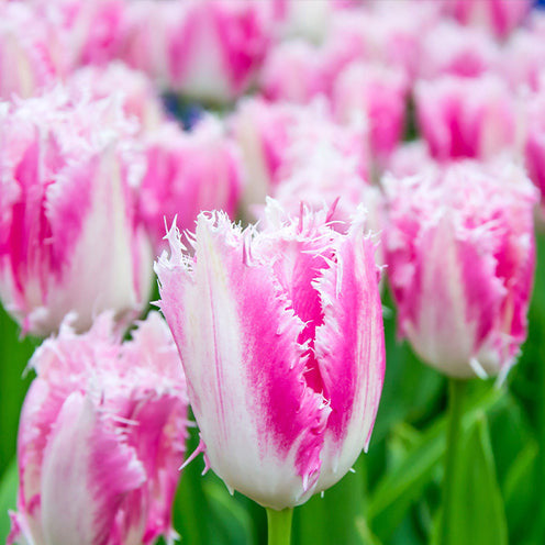 Gefranjerde tulp Huis ten Bosch (x20) - Bakker