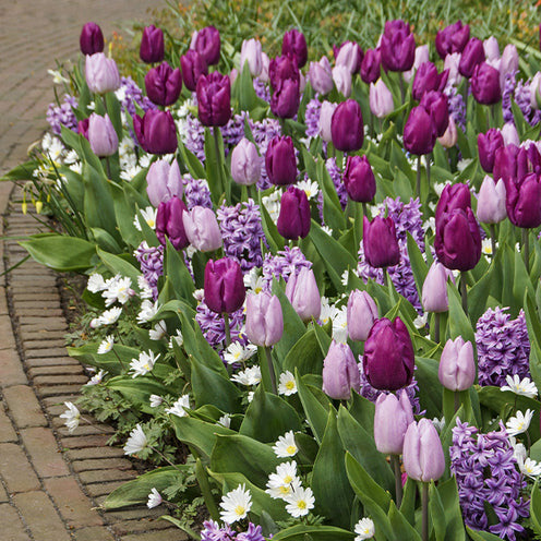 Bloembollen Royal Purple mix (x25) - Bakker
