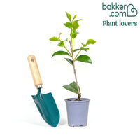 Dubbelbloemige Japanse roos