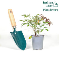 Hemelse bamboe 'Firepower'