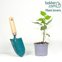 Dubbelbloemige sering 'Beauty of Moscow'