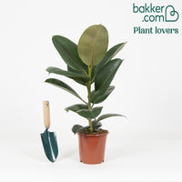 Rubberplant Robusta - Ficus elastica Robusta - Op soort